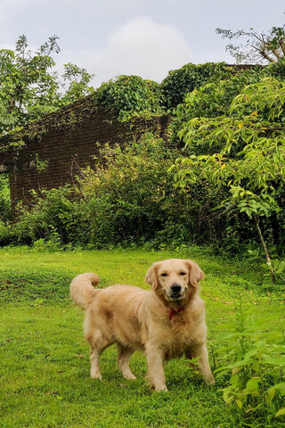 Golden Retriever