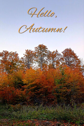 Embracing Autumn 🍂