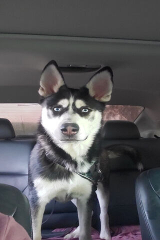 Adventurous Husky on the Go! 🐾🚗