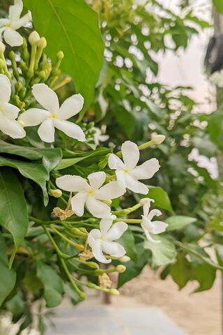 Indian Traditional Jasmine