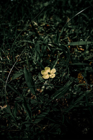 Lone Flower