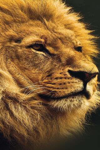 Majestic Lion Portrait ..