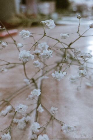 Delicate Blooms 🌼✨