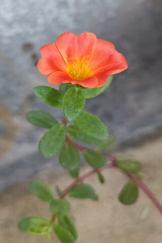 Vibrant Blooms of Moss Rose Purslane 🌼🌿