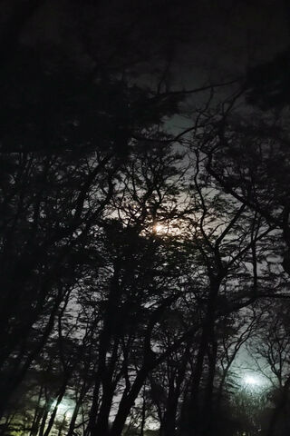 Enchanted Night in the ..
