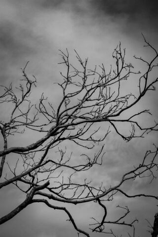 Whispers of Winter 🌫️🌳