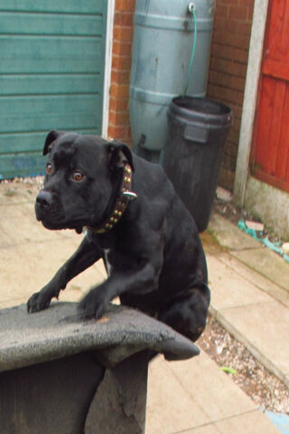 Muscley Staffy