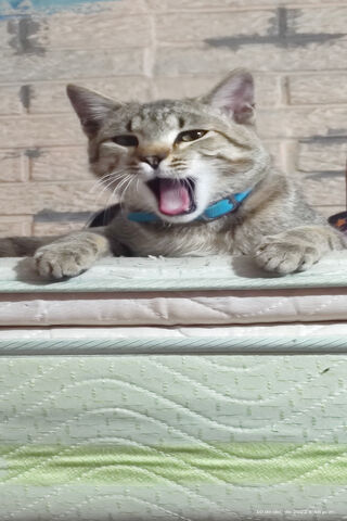 Sleepy Kitty Yawning 😺💤