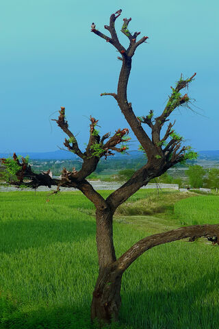 Nature