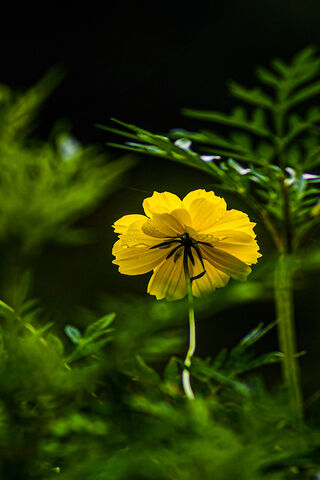 Night Blooming Flower