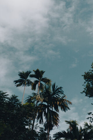 Tropical Serenity 🌴☁️