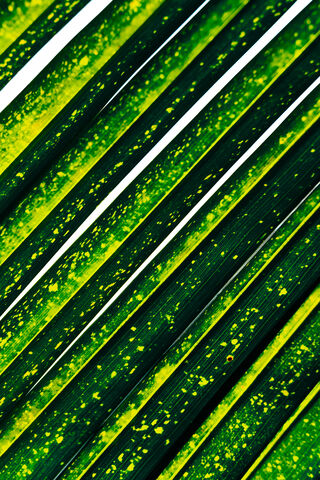 Vibrant Green Leaves 🌿✨
