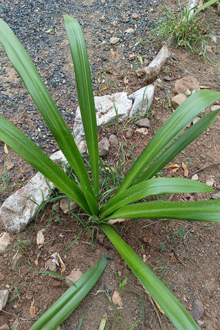 Lush Green Leaves 🌿