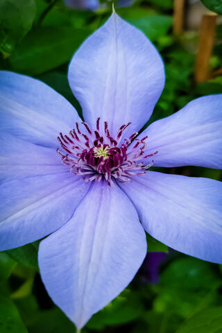 Beautiful Blue Blossom 🌸