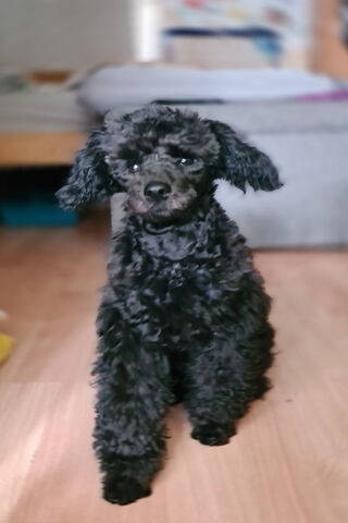 Adorable Black Poodle 🐩✨