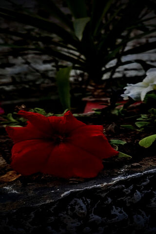 Red Flower