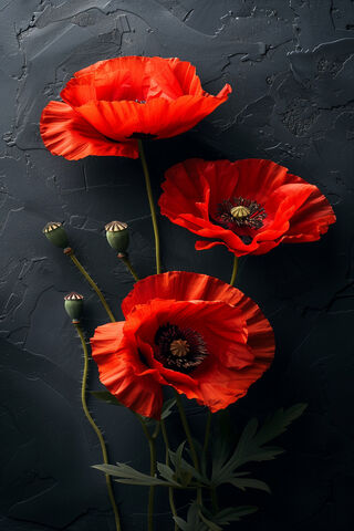 Red Poppy