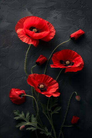 Vibrant Red Poppies 🌺✨