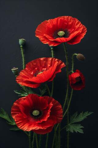 Vibrant Red Poppies 🌺✨
