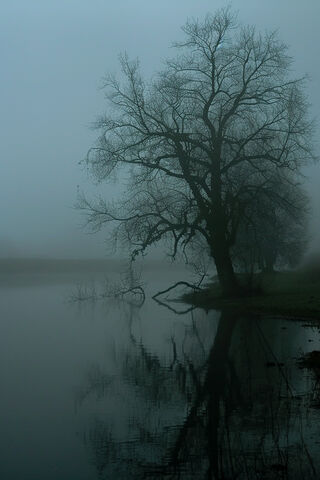 Shrouded Woods