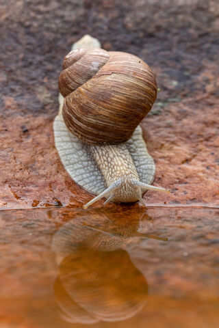 Slow and Steady: The Snail's Journey 🐌💧