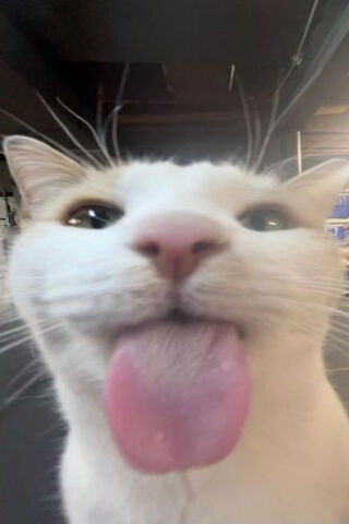 Silly Cat Moment 😸