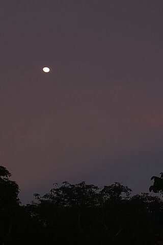 Serene Moonlit Evening 🌙