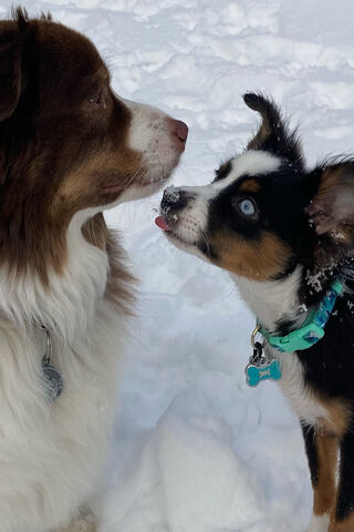 Puppy Love in the Snow!..