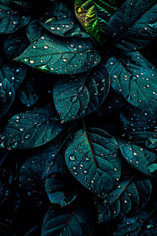 Raindrops on Lush Green..