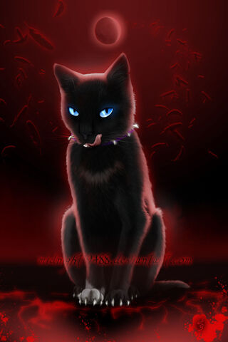 Mysterious Midnight Cat 🌙🐾