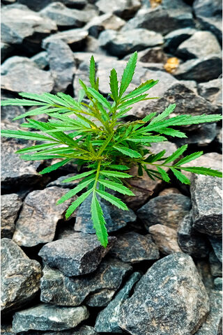 Resilience in Nature 🌱✨