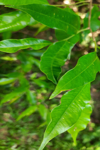 Xaxi Tree Agoru Leaf