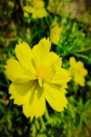 Sunshine in Bloom: The ..