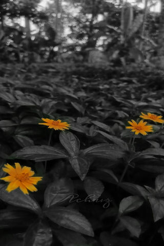 🌼 Bright Blooms in a D..