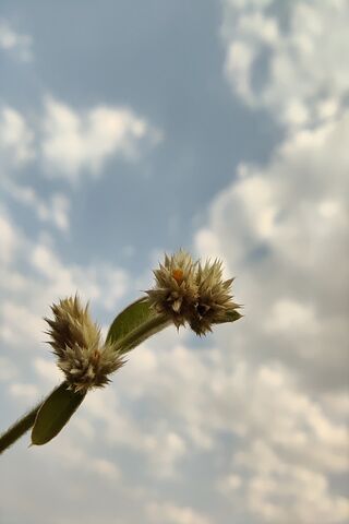 Whispers of Nature 🌼☁️