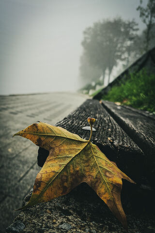 Autumn's Whisper 🍂