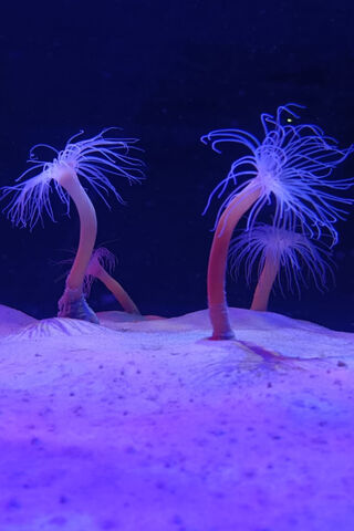 Anemone