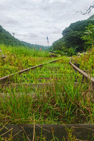 Nature Reclaims the Tra..