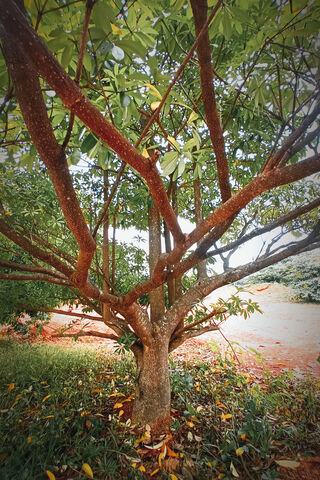 Majestic Tree Embracing..