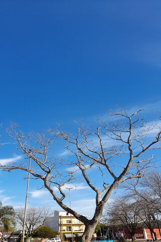 Arbolcielo