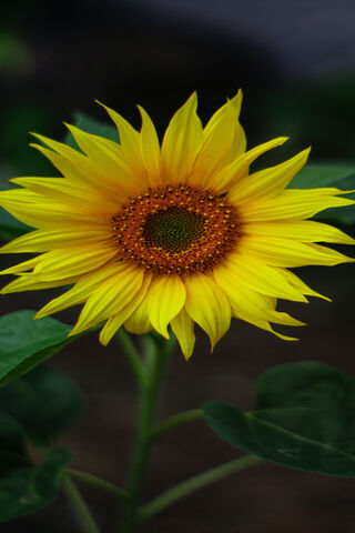 Sunshine in Bloom: The ..