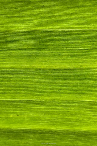 Banane Leaf Patterns