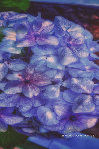 Enchanting Blue Hydrang..