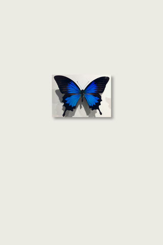 Wings of Enchantment: The Blue Butterfly
