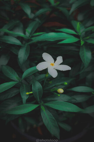 Serene White Blossom 🌼✨