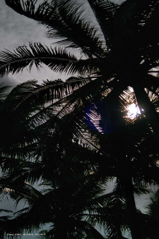 Silhouetted Serenity 🌴☀️