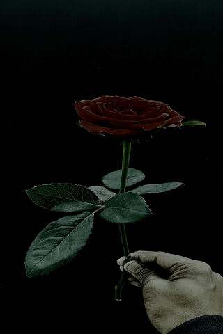 Elegant Red Rose 🌹✨