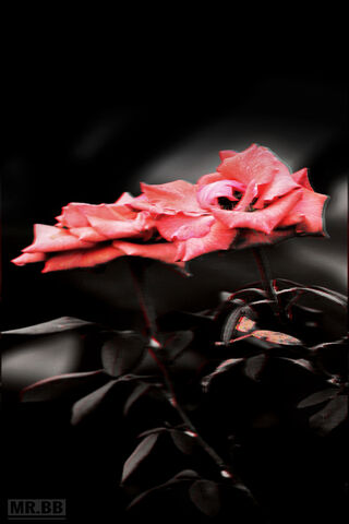 Enchanted Rose 🌹✨