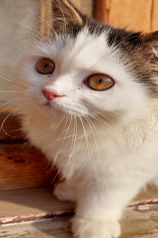 Adorable Feline Curiosi..