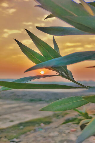 Sunset Serenity 🌅🌿
